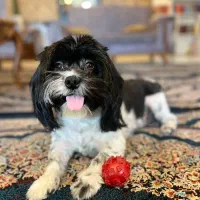 سگ ماده گمشده