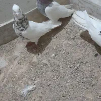 بدلیجات|بدلیجات|فسا, |دیوار