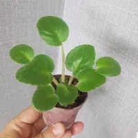 گل های آپارتمانی|گل و گیاه طبیعی|اصفهان, جلفا|دیوار