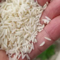 برنج تازه با پخت عالی بدون خورش بخور