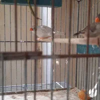 فنچ مصری سیلور و زبرا|پرنده|بوشهر, |دیوار