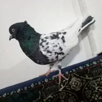 کله سیاه|پرنده|تربت‌حیدریه, پائین ولایت|دیوار