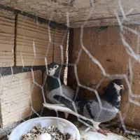 یجفت نرو ماده دمگیر درجه یک شوخ سفت.