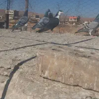 نر ماده ریش بی نظیر تکرار نشدنی پلاکی