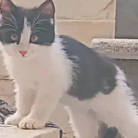 واگذاری گربه کاملا رایگان|گربه|اصفهان, فجر|دیوار