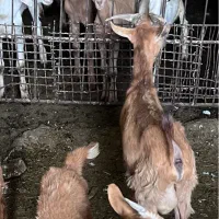 بزغاله|حیوانات مزرعه|اصفهان, اصفهانک|دیوار