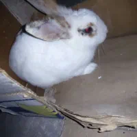 فروش خرگوش ماده|موش و خرگوش|آستانه اشرفیه, |دیوار