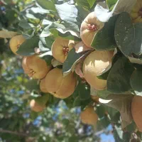 فروش به|خوردنی و آشامیدنی|سیسخت, |دیوار