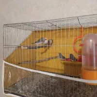 دو جفت فنچ