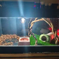 تراریوم خزنده پی وی سی