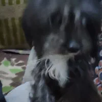 سگ پاکوتاه|سگ|زاهدان, |دیوار