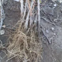 مجموع تولیدنهالهای زرشکپفکیانواععناب.ازخراسان|خدمات باغبانی و درختکاری|اصفهان, دانشگاه اصفهان|دیوار