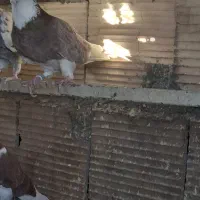 کفتر حرفه ای