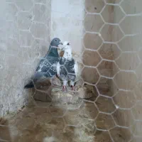 کبوتر|پرنده|مشهد, ایثار|دیوار