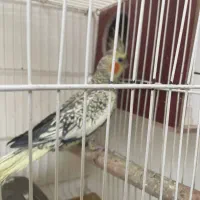 عروس هلندی