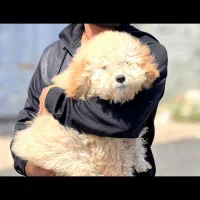 سگ خانگی شناسنامه دار