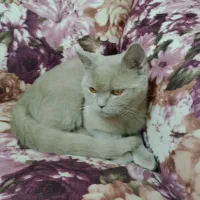 سرپرستی گربه