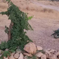 باغ انگور ۳۶۰ متری|فروش زمین و ملک کلنگی|شیراز, حومه شیراز|دیوار