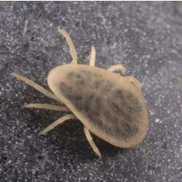 سمپاشی تضمینی سوسک. ساس. سم پاشی عقرب