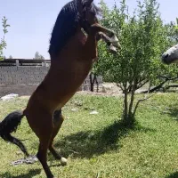 فروش یک جفت اسب