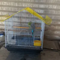 ۲عدد مرغ عشق