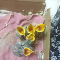 جوجه مینا|پرنده|مشهد, یاس|دیوار