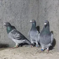 مسافتی زات دار المانی سبز پلاکی