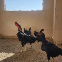 تخم مرغ لاری یتیغ مشکی و طوسی|حیوانات مزرعه|خاوران, |دیوار