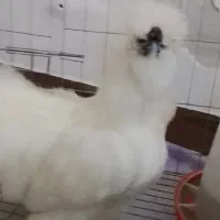 مرغ و خروس ابریشمی تخمگذار و جوجه محلی برازجان