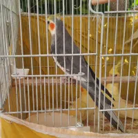 عروس هلندی|پرنده|الوند, |دیوار