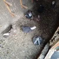 کفتر|پرنده|مشهد, ابوذر|دیوار