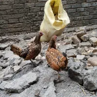 مرغ و خروس مینیاتوری|پرنده|برخوار, |دیوار