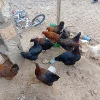 سلام مرغ خانگی ۱۰ عدد