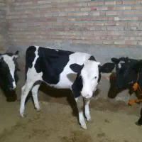 یک رس گوسال سمینتال ماده