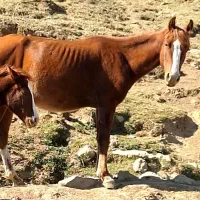 اسب|اسب و تجهیزات اسب‌سواری|کرج, باغستان|دیوار