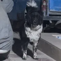 سگ قهدریجانی اصیل|سگ|فردوسیه, |دیوار