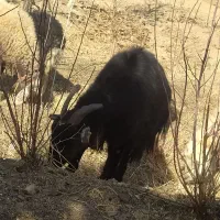 بز بزغاله بره میش گوسفند|حیوانات مزرعه|باغ بهادران, |دیوار