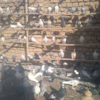 ۱۰۰عدد کبوتر جوان|پرنده|اردستان, |دیوار