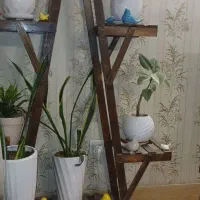 استند و گلدان|گل و گیاه طبیعی|شیراز, تحویلی|دیوار
