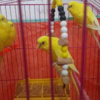 مرغ عشق هلندی