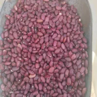 لوبیا قرمز فروش یکجا