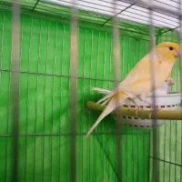 باسلام یک جفت قناری سالم و جوان