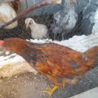 پرندگان|حیوانات مزرعه|بناب, |دیوار