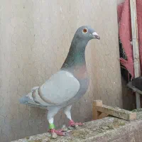 کبوتر پلاکی سر تیپ دار ماده   بزک خطی