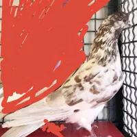 ۲ کبوتر گمشده سفید توسی و گرگی