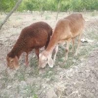 چینی عروسک میش و بره