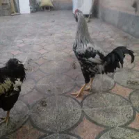 فروشی|حیوانات مزرعه|شیراز, گویم|دیوار