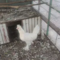 بوقلمون نر و ماده و خروس محلی