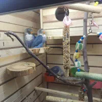 طوطی برزیلی فیشر|پرنده|ارومیه, |دیوار