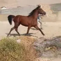 مادیون کردی